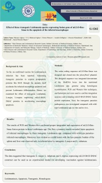 Effect of three transgenic Leishmania species expressing fusion gene of mLLO-Bax-Smac in the apoptosis of the infected macrophages