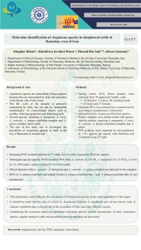 Molecular identification of Anaplasma species in slaughtered cattle in Hamedan, west of Iran