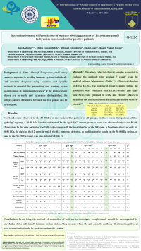 Determination and differentiation of western blotting patterns of Toxoplasma gondii tachyzoites in seromolecular positive patients