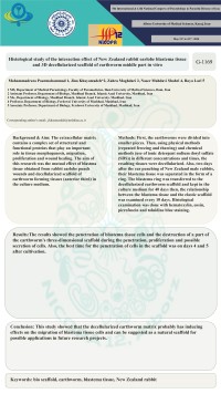 Histological study of the interaction effect of New Zealand rabbit earlobe blastema tissue and 3D decellularized scaffold of earthworm middle part in vitro