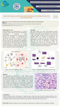 Study of the frequency of blood protozoa in sheepdogs and watchdogs in some rural areas of Shirvan city